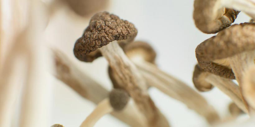 psilocybin mushrooms au