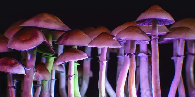 What are Magic Mushrooms?